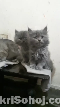 Persian kitten